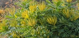 Promo Mahonias en variétés à 14,99 € dans le catalogue Delbard à La Patte d'Oie