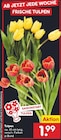 Aktuelle Blumen Angebote bei Netto Marken-Discount in Nürnberg Aktuelles Tulpen Angebot bei Netto Marken-Discount in Nürnberg ab 1,99 €