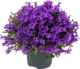 Campanule dans le catalogue Delbard