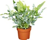 Grünpflanze im Angebot bei Netto Marken-Discount in Recklinghausen Grünpflanze Angebote bei Netto Marken-Discount Recklinghausen für 3,99 €