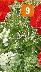 Wolfsmilch (Euphorbia) bei OBI in Neunkirchen Wolfsmilch (Euphorbia) im Angebot bei OBI Neunkirchen für 2,99 €
