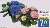 Hortensien  im aktuellen EDEKA Prospekt für 7,99 €