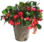 Besenheide im Angebot bei REWE in Böblingen Besenheide Angebote bei REWE Böblingen für 1,99 €