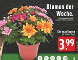 EDEKA Nauort - Chrysantheme Angebot im Prospekt Chrysantheme bei EDEKA im Nauort Prospekt für 3,99 €