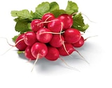 Radieschen im Angebot bei Netto Marken-Discount in Stendal Radieschen Angebote von HEIMAT bei Netto Marken-Discount Stendal für 0,49 €