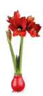Amaryllis im Wachsfuß im aktuellen Lidl Prospekt