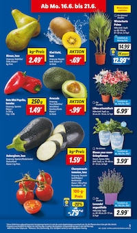 Palme im aktuellen Lidl Prospekt (Mannheim) Palme im Lidl Prospekt "LIDL LOHNT SICH" mit 63 Seiten (Mannheim)