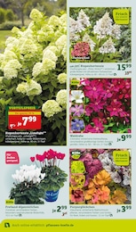 Alpenveilchen Angebot im aktuellen Pflanzen Kölle Prospekt auf Seite 6