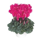 Mini cyclamen fuchsia vif - Le pot de diamètre 10,5 cm - BOTANIC® en promo chez Botanic Mini cyclamen fuchsia vif - Le pot de diamètre 10,5 cm - BOTANIC® dans le catalogue Botanic