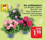 Aktuelles Beet- und Balkonpflanzen Angebot bei Marktkauf in Nürnberg ab 1,99 €