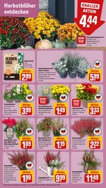 Blumenerde im REWE Prospekt in Reutlingen Aktueller REWE Prospekt mit Blumenerde, "Dein Markt", Seite 7