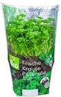 Aktuelle Pflanzen Angebote bei Kaufland in Aachen Aktuelles Kräutertopf Angebot bei Kaufland in Aachen ab 1,29 €