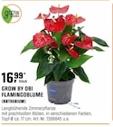 FLAMINGOBLUME von GROW BY OBI im aktuellen OBI Prospekt für 16,99 €