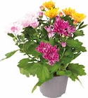 Pflanzen Kölle Neuenhagen - Chrysanthemen-Trio Angebot im Prospekt Chrysanthemen-Trio bei Pflanzen Kölle im Neuenhagen Prospekt für 3,49 €