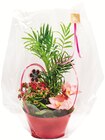 Composition jardinière en promo chez Colruyt Saint-Étienne à 19,95 €