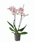 Orchidée 2 tiges en promo chez Lidl Orchidée 2 tiges dans le catalogue Lidl