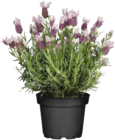 Lavendel bei OBI im Hildesheim Prospekt für 4,99 €