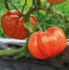 Delbard Marseille - Promo Tomates Promo Tomates à 3,99 € dans le catalogue Delbard à Marseille