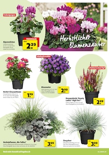 Aktueller Hagebaumarkt Prospekt "Feier mit uns die goldene Herbstzeit" Aktueller Hagebaumarkt Prospekt