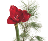 Nimm mich mit Amaryllis im Pflanzen Kölle Prospekt Nimm mich mit Amaryllis von im aktuellen Pflanzen Kölle Prospekt für 2,99 €