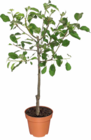 Aktuelle Obstbaum Angebote bei Netto Marken-Discount in Braunschweig Aktuelles Zwergobstbaum Angebot bei Netto Marken-Discount in Braunschweig ab 9,99 €