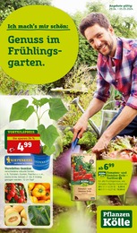 Aktueller Pflanzen Kölle Garten & Pflanzen Prospekt für Blankenfelde: Genuss im Frühlingsgarten! mit 12} Seiten, 29.04.2024 - 05.05.2024