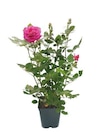 Rosier Buisson en pot 5 L - Castorama Rosier Buisson en pot 5 L à 19,90 € dans le catalogue Castorama