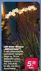 LED-Solar-Stecker „Blütentraum“ für 5,99 € bei Netto mit dem Scottie im Angebot LED-Solar-Stecker „Blütentraum“ im aktuellen Netto mit dem Scottie Prospekt