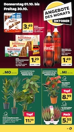 Ähnliche Palme Angebote im Prospekt "Günstig. Besser. Für Dich." von Netto mit dem Scottie in Zwickau Ähnliche Angebote wie Palme im Prospekt "Günstig. Besser. Für Dich." auf Seite 39 von Netto mit dem Scottie in Zwickau