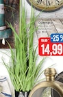Dünengras bei Kaufhaus Stolz im Süderholz Prospekt für 14,99 €