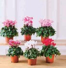Cyclamen Special en promo chez Super U Bergerac à 3,99 €
