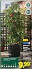 Tomaten-Pflanzgefäß bei Lidl im Salzgitter Prospekt für 9,99 €