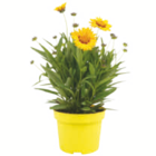 toom Baumarkt Zittau - Nützlingsfreundliche Pflanzen Angebot im Prospekt Nützlingsfreundliche Pflanzen bei toom Baumarkt im Zittau Prospekt für 3,59 €