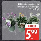 Blühende Stauden Mix Angebote bei EDEKA Schwerin für 5,99 €