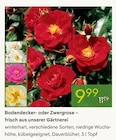 Bodendecker- oder Zwergrose - frisch aus unserer Gärtnerei für 9,99 € bei Pflanzen Kölle im Angebot Bodendecker- oder Zwergrose - frisch aus unserer Gärtnerei im aktuellen Pflanzen Kölle Prospekt