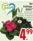 6er Frühlingsblüher von genial REGIONAL im aktuellen EDEKA Prospekt für 4,99 €