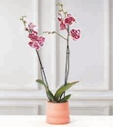 Orchidée 2 Tiges en promo chez Super U Clermont-Ferrand à 11,99 €