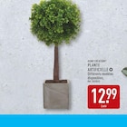 Plante artificielle - Home Creation en promo chez Aldi Plante artificielle - Home Creation dans le catalogue Aldi