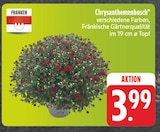 Aktuelles Chrysanthemenbusch Angebot bei E center in Dresden ab 3,99 €