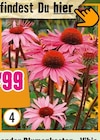 Stauden Angebote bei Hornbach Neustadt für 7,99 €