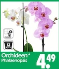 Orchideen Phalaenopsis Angebote bei Wreesmann Bremerhaven für 4,49 €