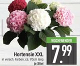 Hortensie XXL im Angebot bei EDEKA in Augsburg Hortensie XXL Angebote bei EDEKA Augsburg für 7,99 €