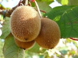 Kiwi "Herma" INVIVO Nous on sème à Gamm vert dans Castelnau-Montratier