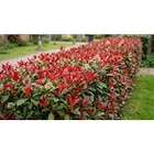 Photinia Red Robin - Carrefour à Aix-en-Provence Photinia Red Robin en promo chez Carrefour Aix-en-Provence à 12,99 €