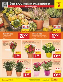 Kürbis im Netto Marken-Discount Prospekt "Aktuelle Angebote" mit 44 Seiten (Bielefeld)