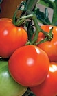 Plants de tomates dans le catalogue Super U