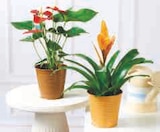 Plante fleurie luxe en promo chez Super U Orléans à 8,99 €