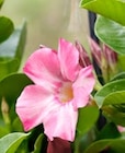 Dipladenia Angebot in Pirk Dipladenia im aktuellen Prospekt bei Thomas Philipps in Pirk