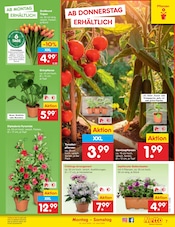 Aktueller Netto Marken-Discount Prospekt mit Pflanzen, "Aktuelle Angebote", Seite 9