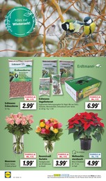 Schnittblumen Angebot im aktuellen Lidl Prospekt auf Seite 62